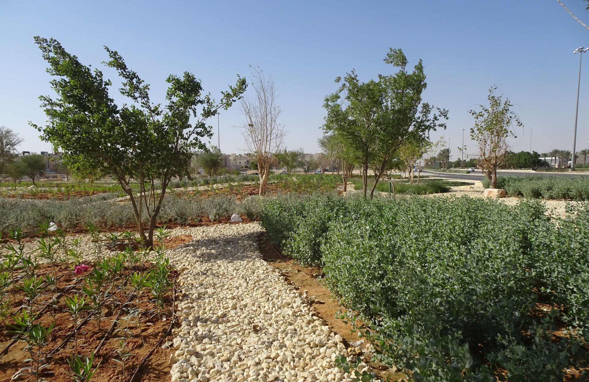 Street landscape and irrigation system