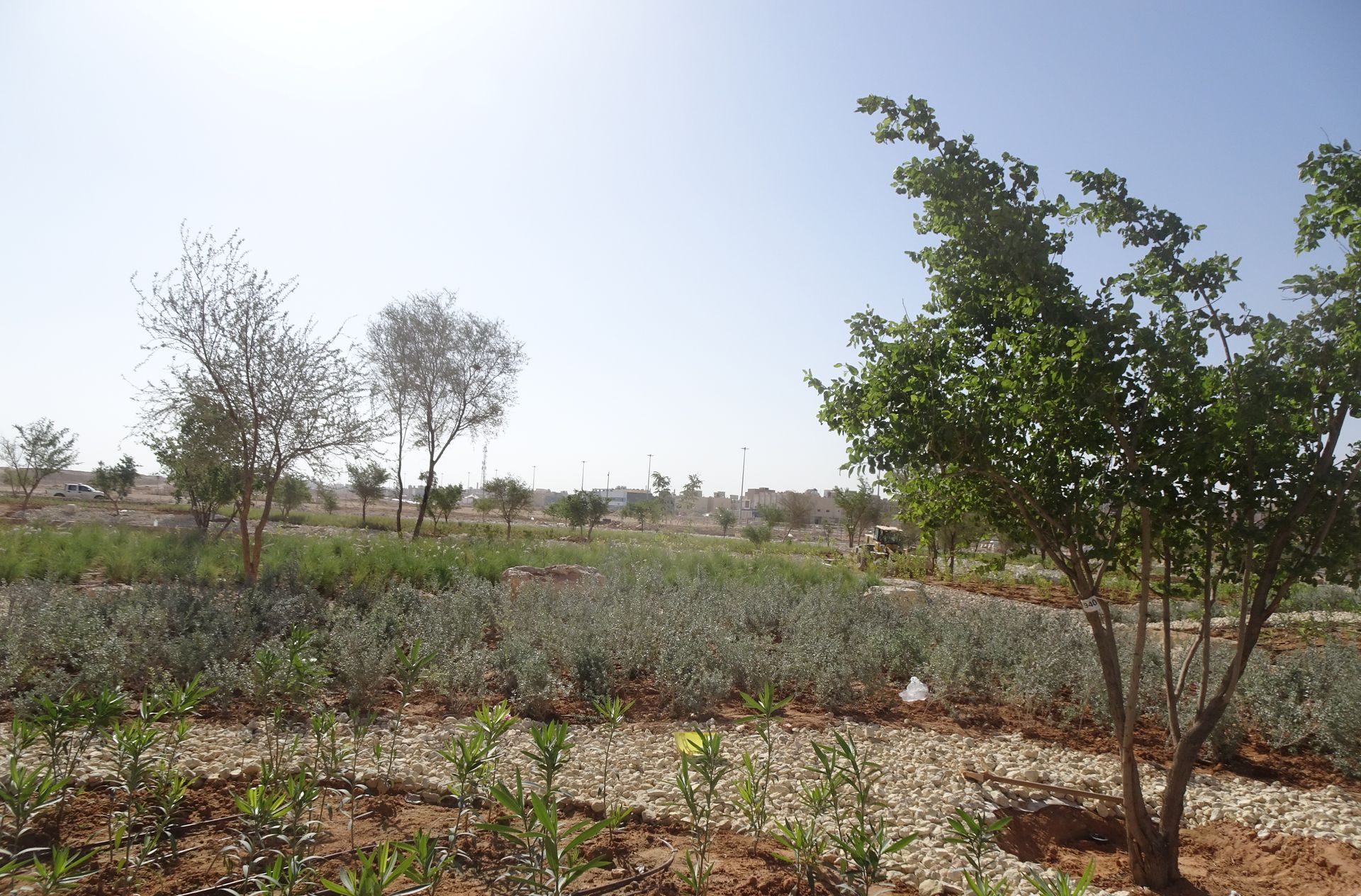 Beautiful street landscape design with greenery