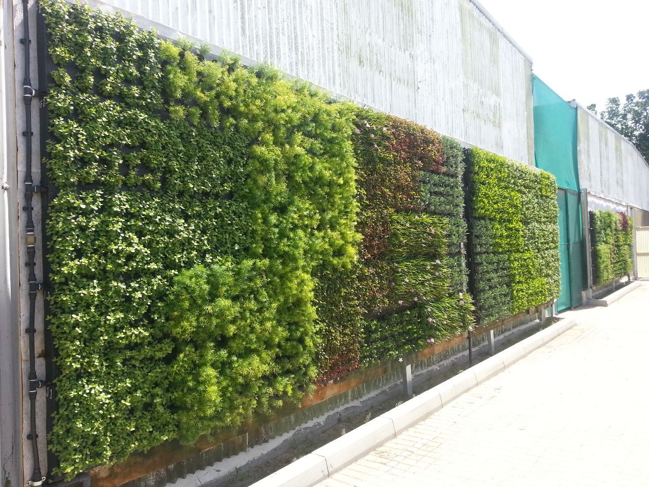 green wall