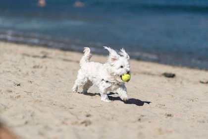 Kleiner weißer Hund rennt mit Ball am Strand, Urlaub mit Hund