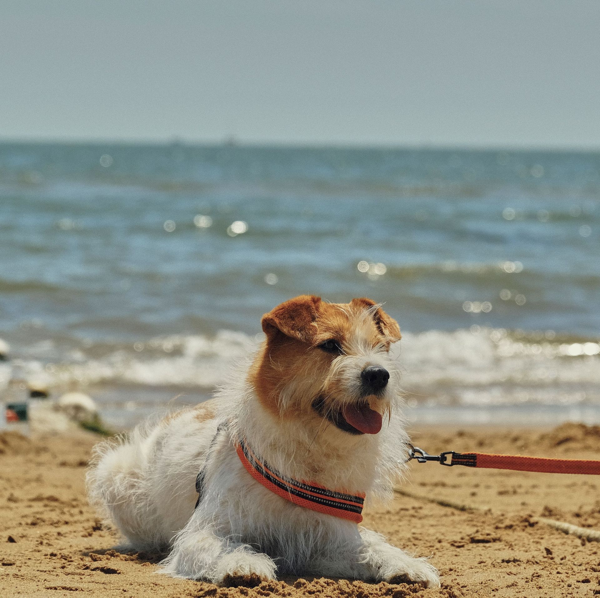 Kleiner Hund liegt am Ostseestrand, Ostseeurlaub mit Hund