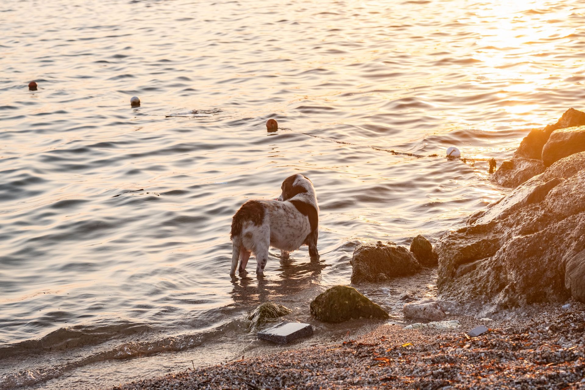 Kleiner Hund im Wasser bei Sonnenuntergang, Ausflüge mit Hund
