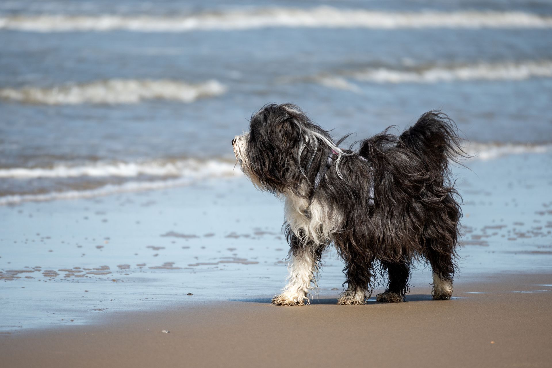 Kleiner Hund steht am Wasser, Hundestrand an der Ostsee