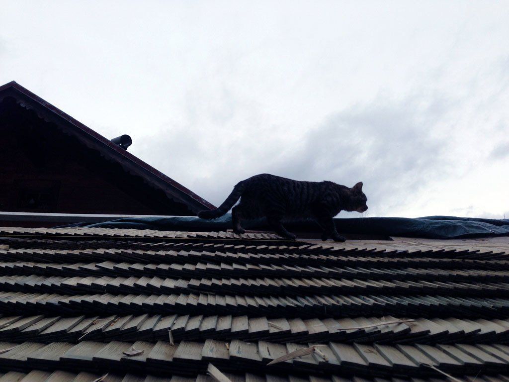 Tavillon Bois - Chateau-d'Oex - Sapin, le mélèze, le châtaignier
