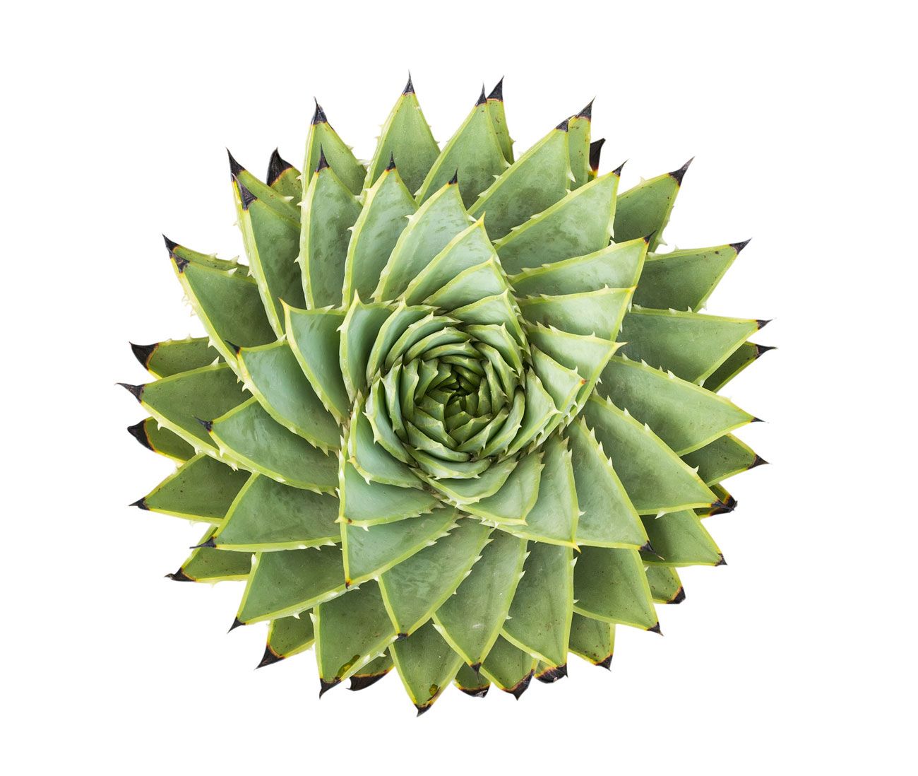 Un primer plano de una flor verde sobre un fondo blanco.