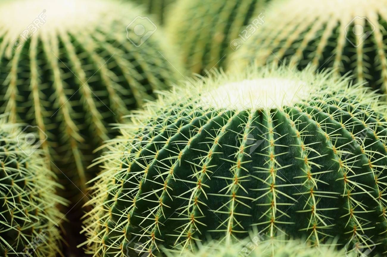 Un grupo de plantas de cactus están sentadas una al lado de la otra.