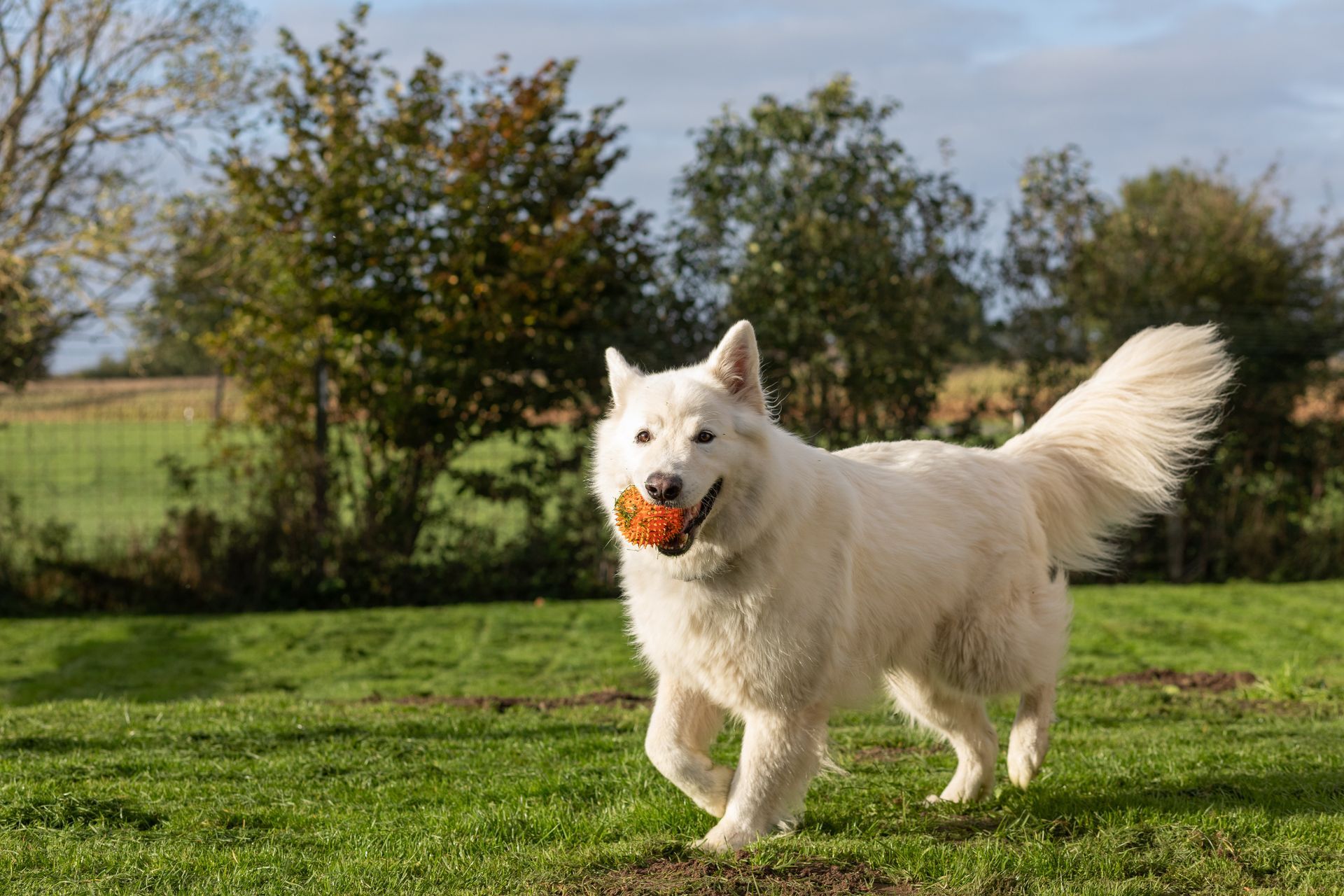 Hunde- und Katzenparadies Winzer in Süderbrarup Titel 03