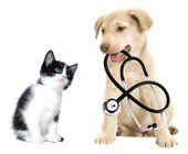 Centro Veterinario Bienestar Animal Almerimar