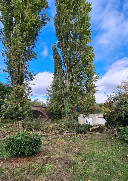 Deux grands peupliers dans un jardin herbeux.