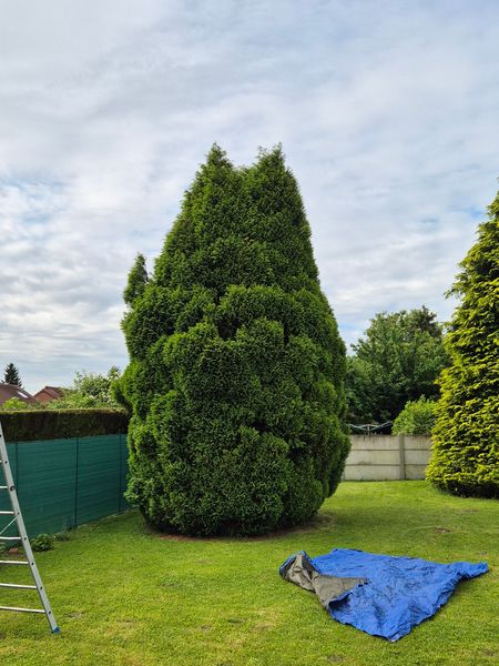 Grand conifère taillé dans un jardin, avec une échelle et une bâche sur la pelouse.