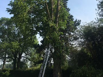 Une échelle appuyée contre un grand arbre dans un jardin.
