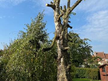 Grand arbre dans un jardin ensoleillé, avec une maison.