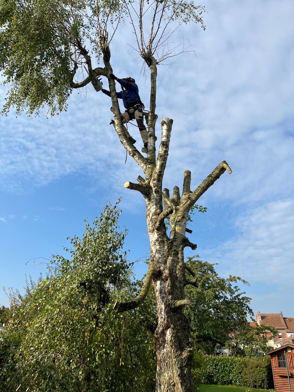 Personne en train d’élaguer un grand arbre dans un jardin.