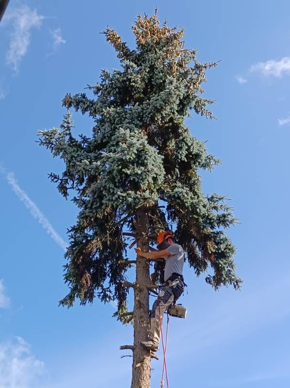 Un ouvrier élaguant un arbre.