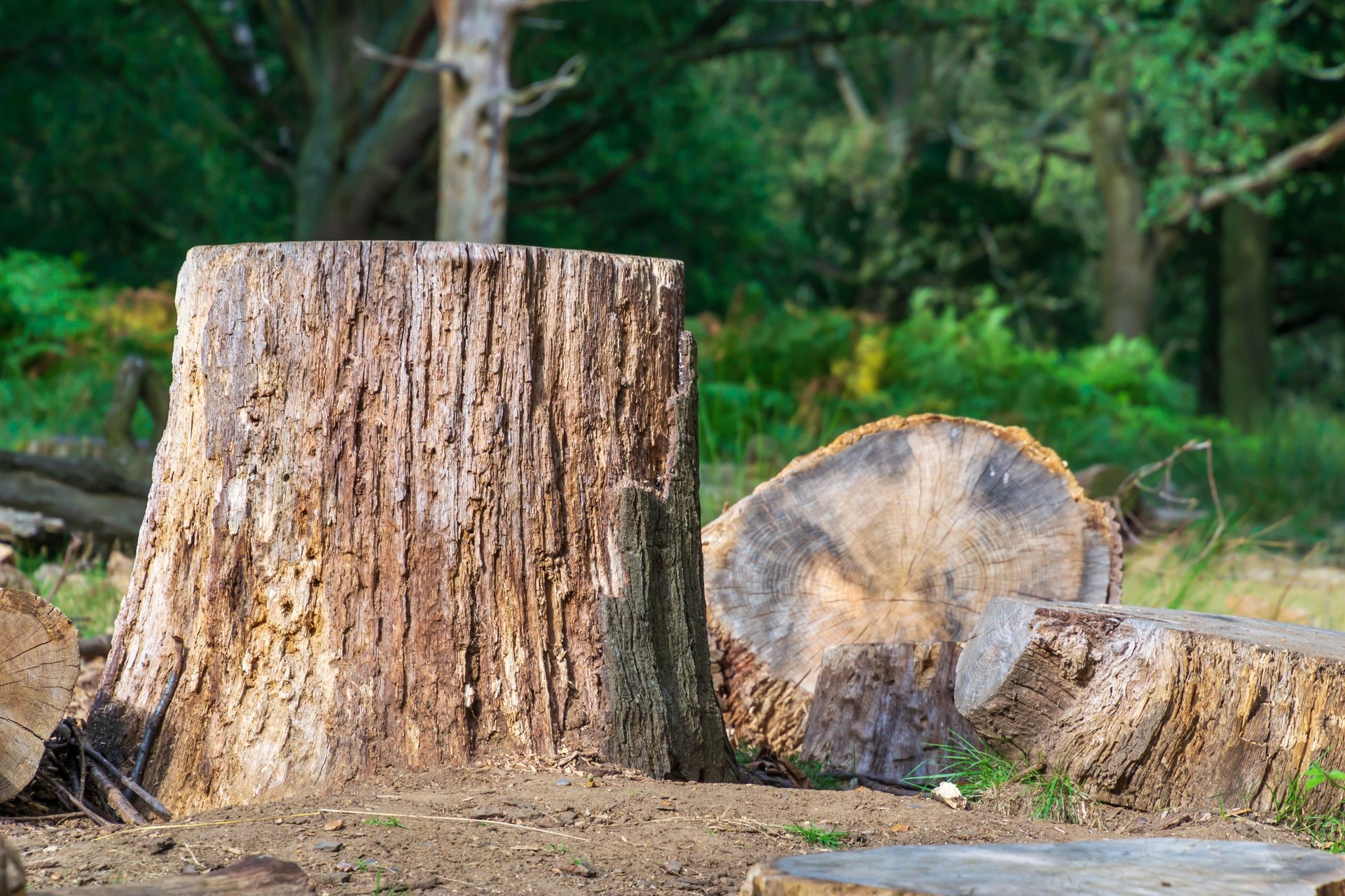 Une souche d'un arbre coupé