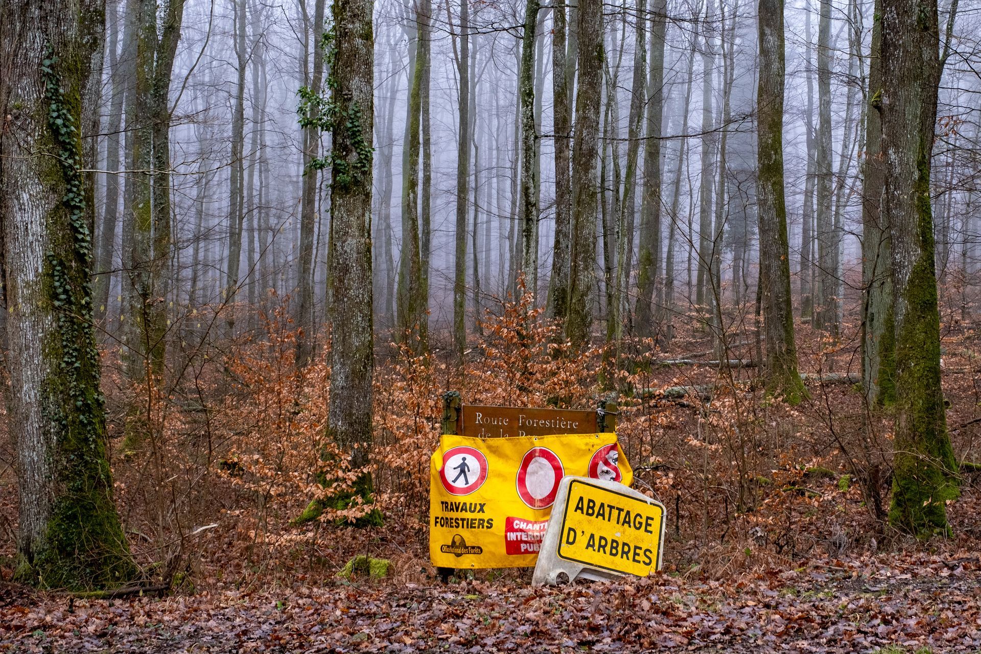 Un panneau qui signalise un abattage d'arbres en cours