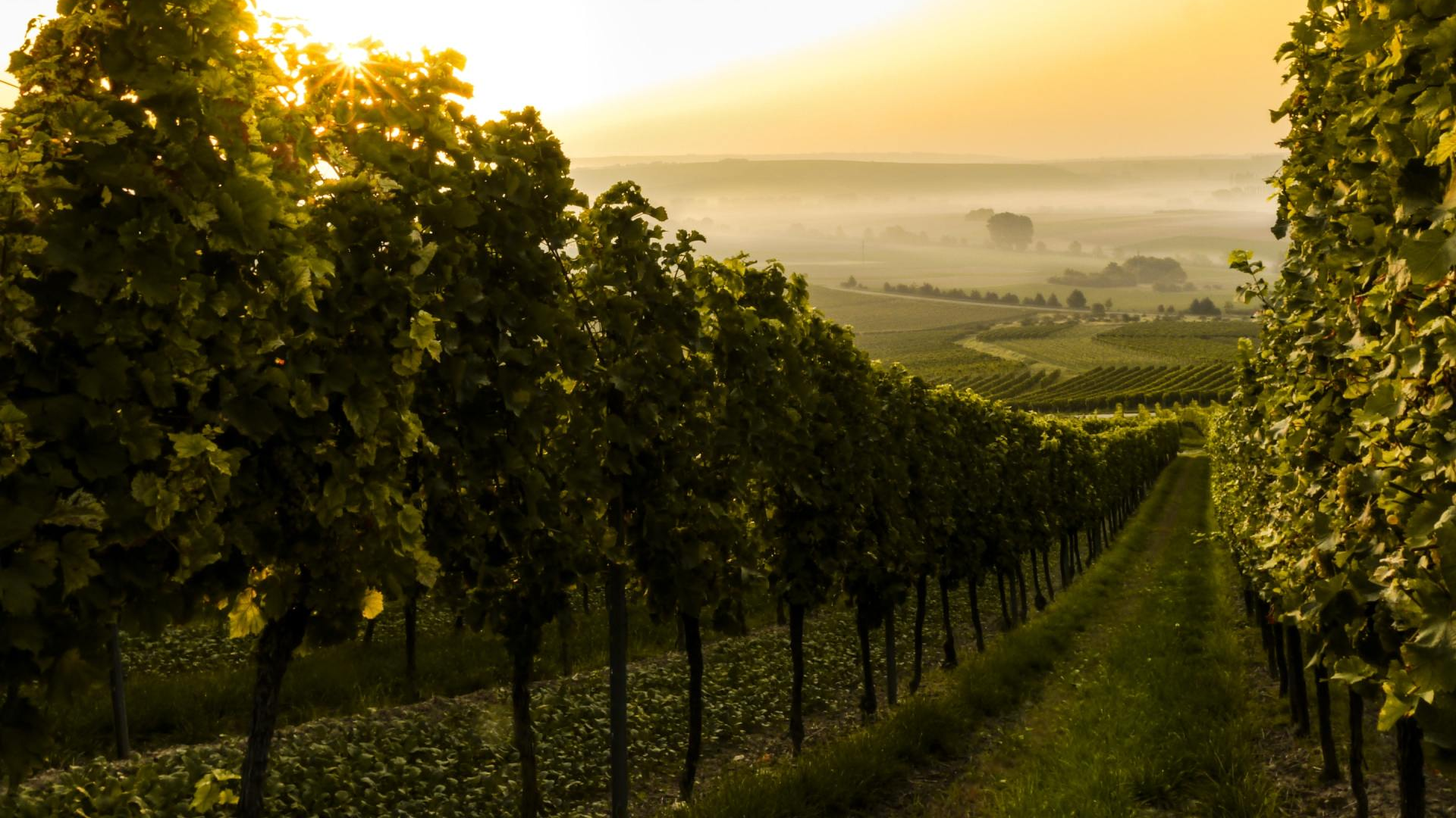 Palissage de la vigne