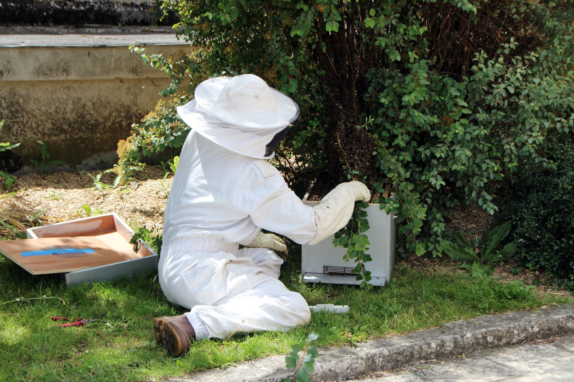 Un apiculteur assis dans l'herbe qui récupère des abeilles