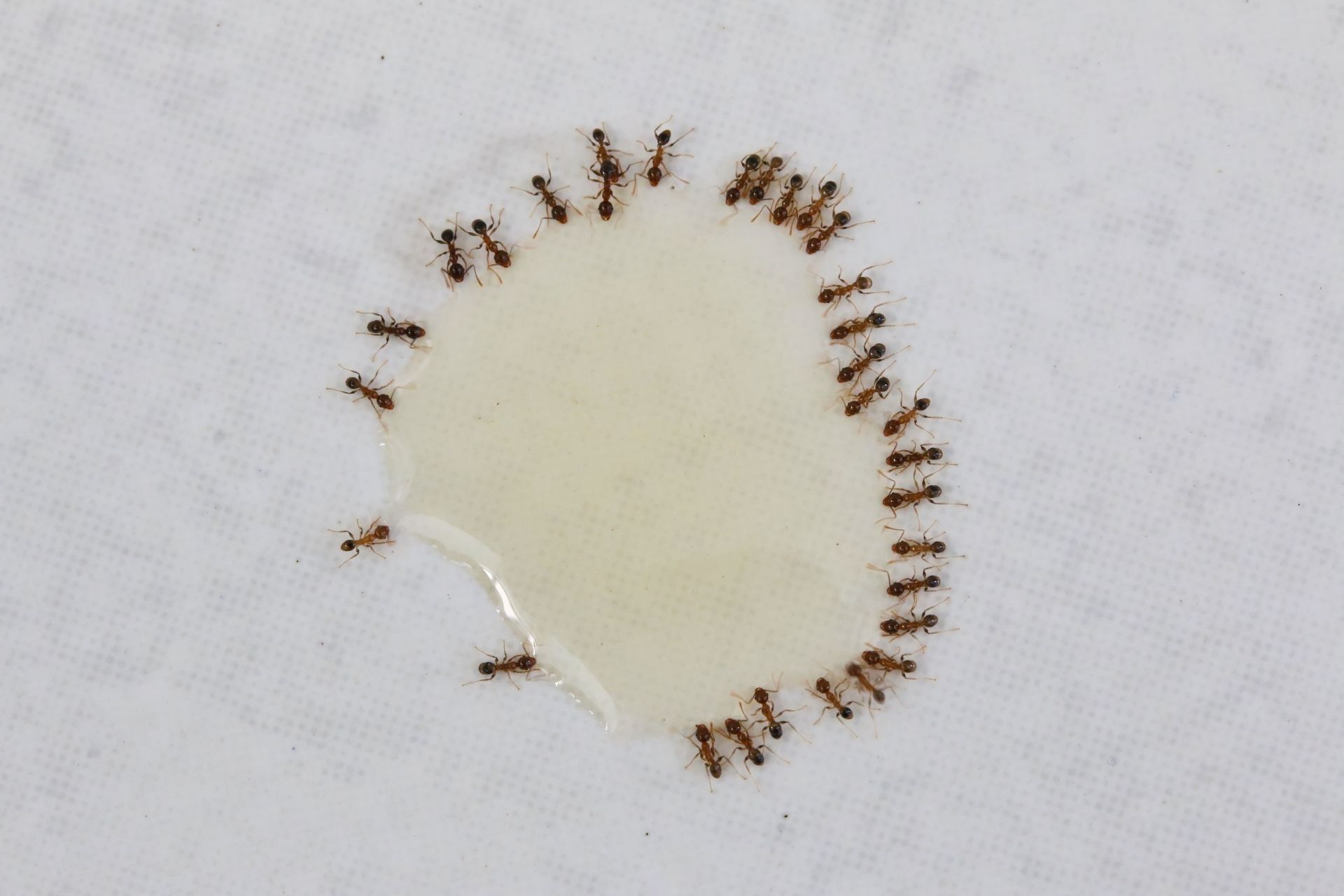 Des fourmis en cercle autour d'une goutte de gel