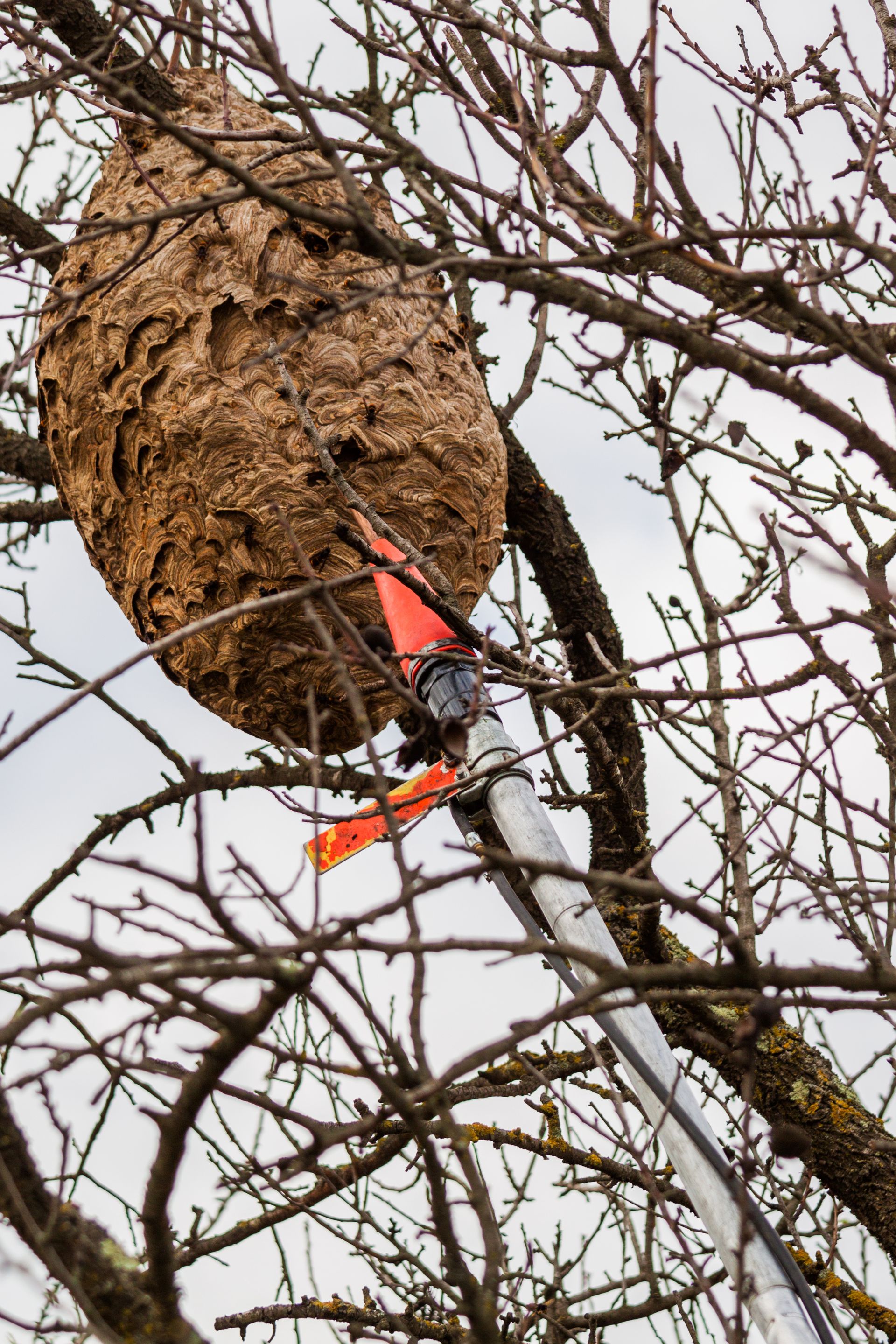 Un nid de frelons en hauteur qui est touché par une perche