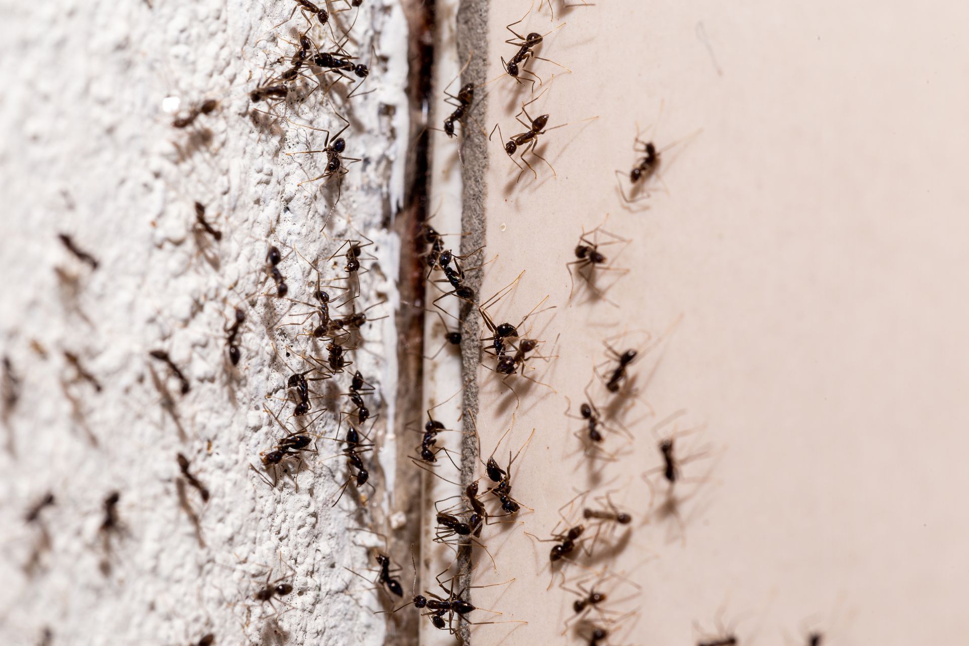 Beaucoup de fourmis sur un mur