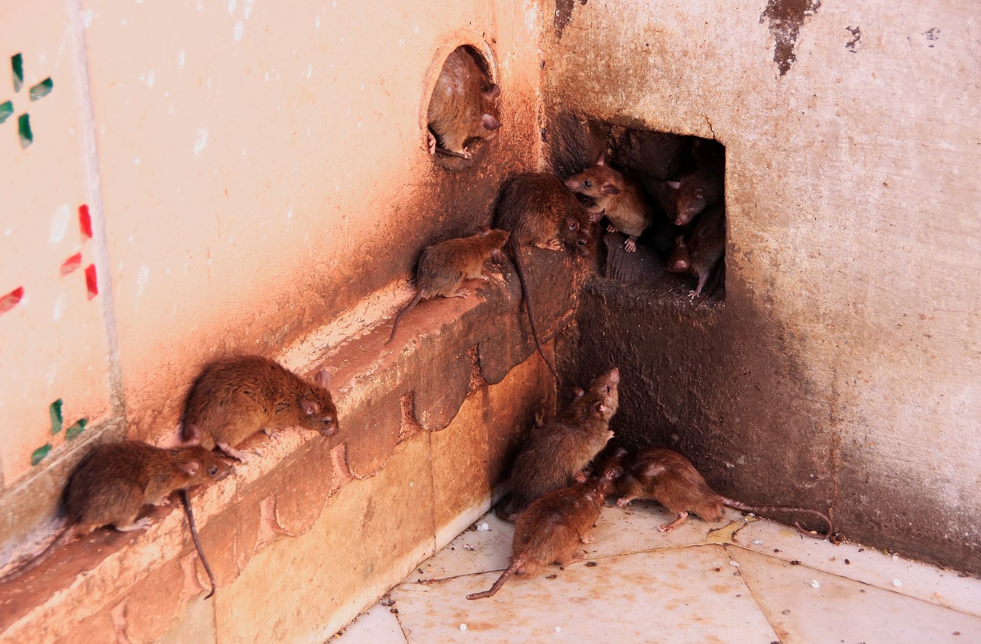 Plusieurs rats en bas d'un mur
