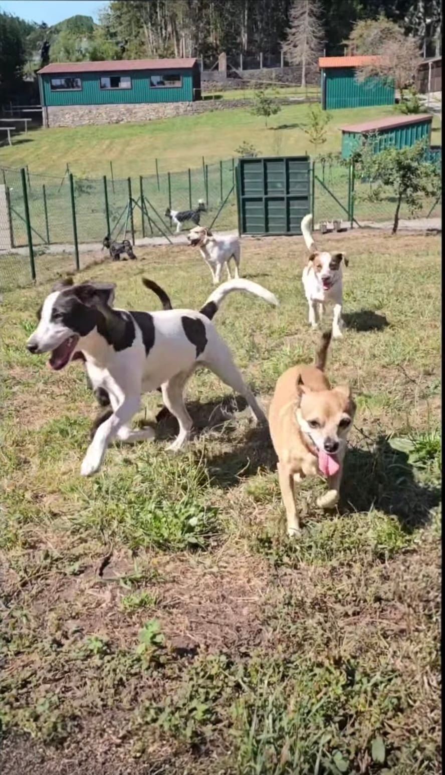 Un grupo de perros corre en un campo de hierba.