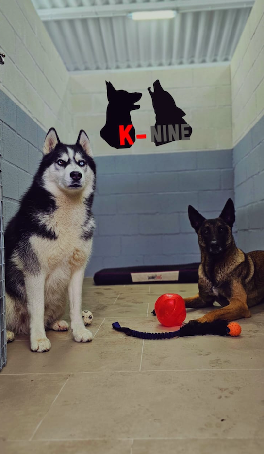 Un husky y un pastor alemán están jugando en una perrera.