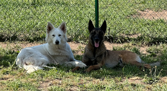 Dos perros están acostados en el césped uno al lado del otro.
