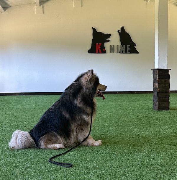 Un perro está sentado en el césped con una correa alrededor del cuello.