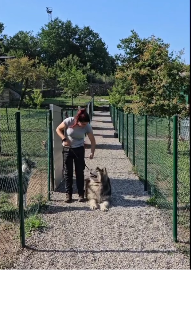 Una mujer está parada junto a un perro en un camino de grava.