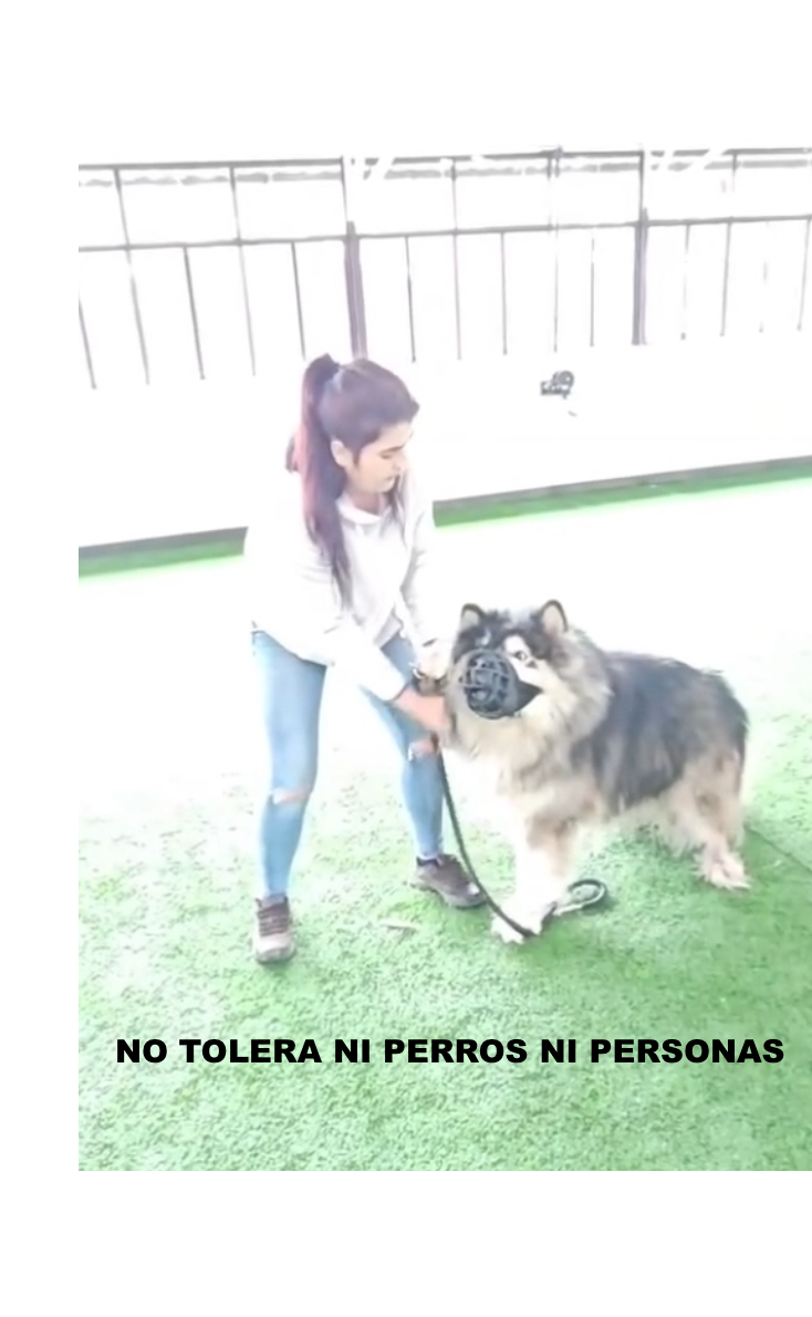Una mujer está parada junto a un perro con correa.
