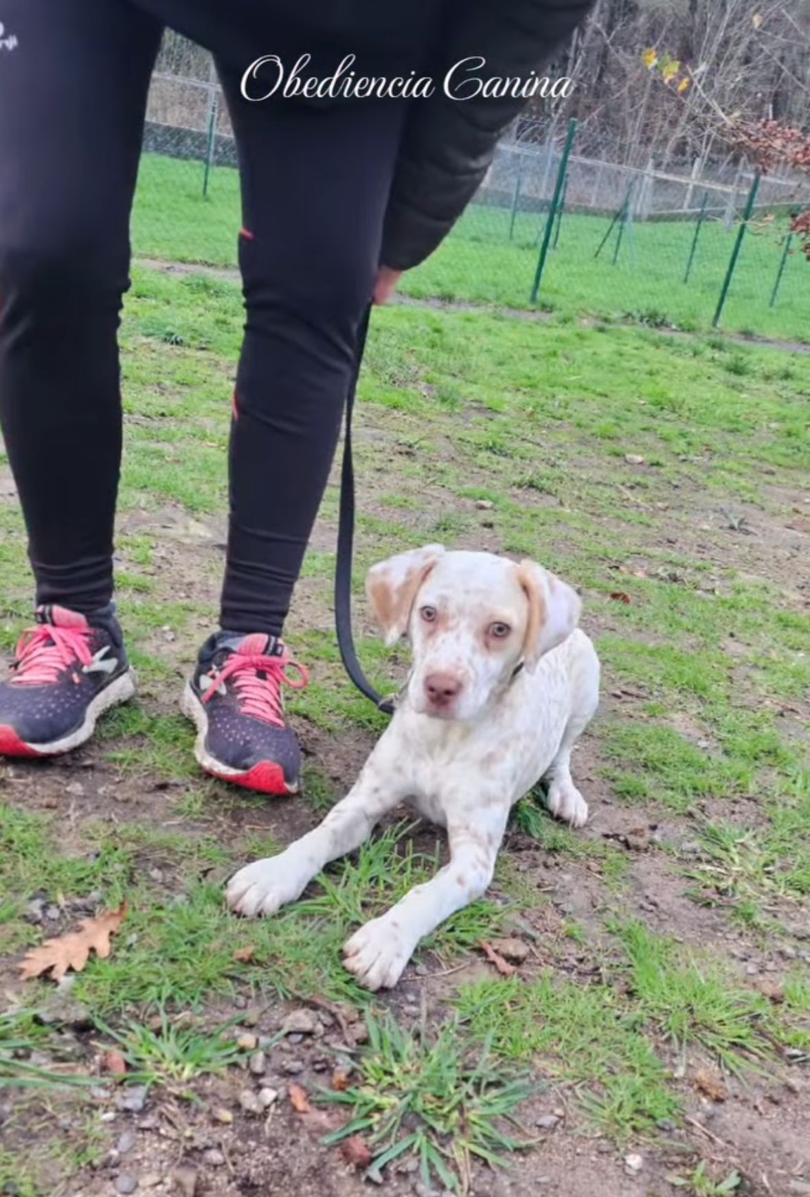 Una persona pasea a un cachorro con correa por un campo.