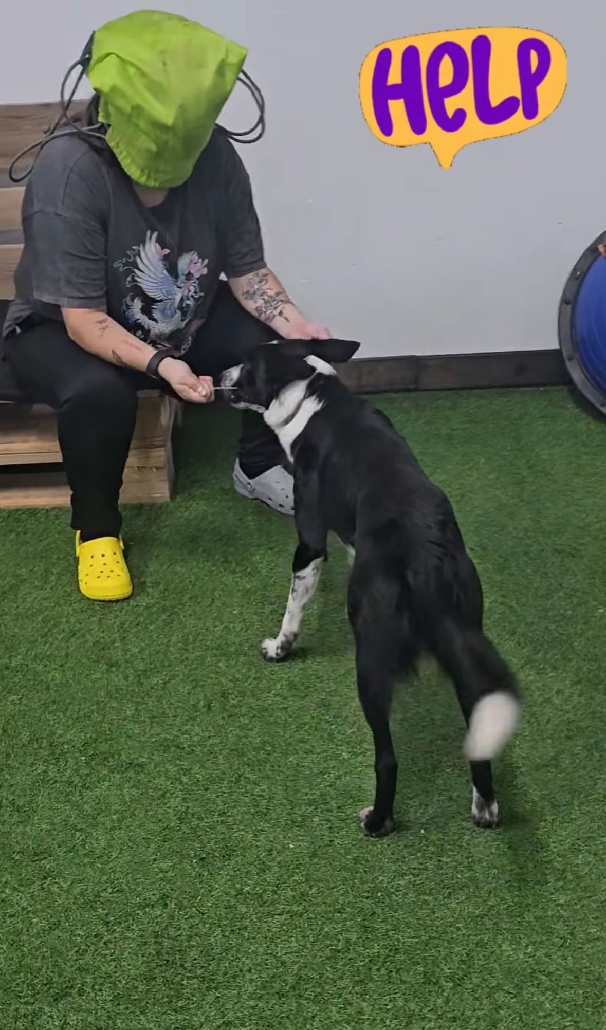 Una mujer alimenta a un perro blanco y negro mientras lleva una bolsa verde en la cabeza.