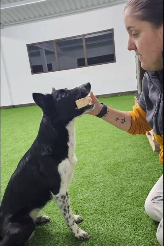 Una mujer está alimentando a un perro blanco y negro con un trozo de queso.