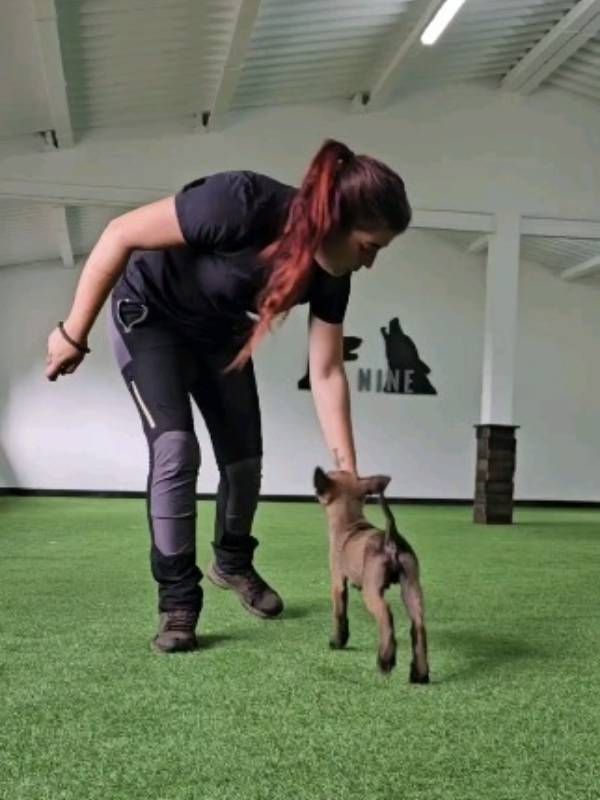 Una mujer está jugando con un pequeño perro marrón en una habitación.