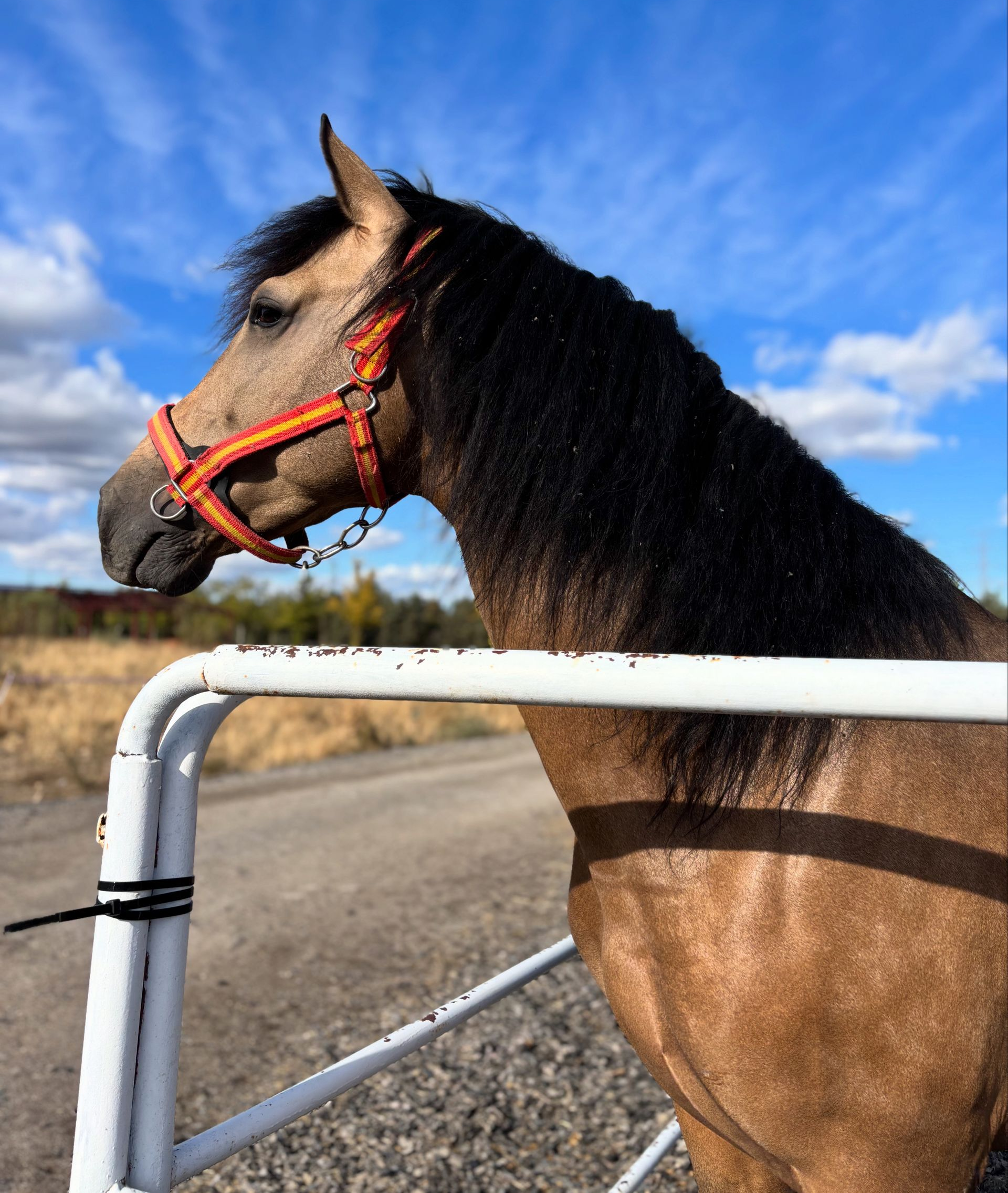 Caballo marrón con un cabestro naranja junto a una cerca blanca bajo un cielo azul