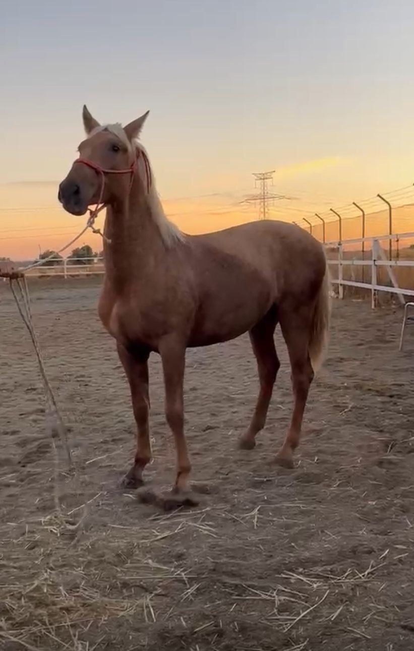 Caballo marrón de pie en un corral de tierra cercado al atardecer