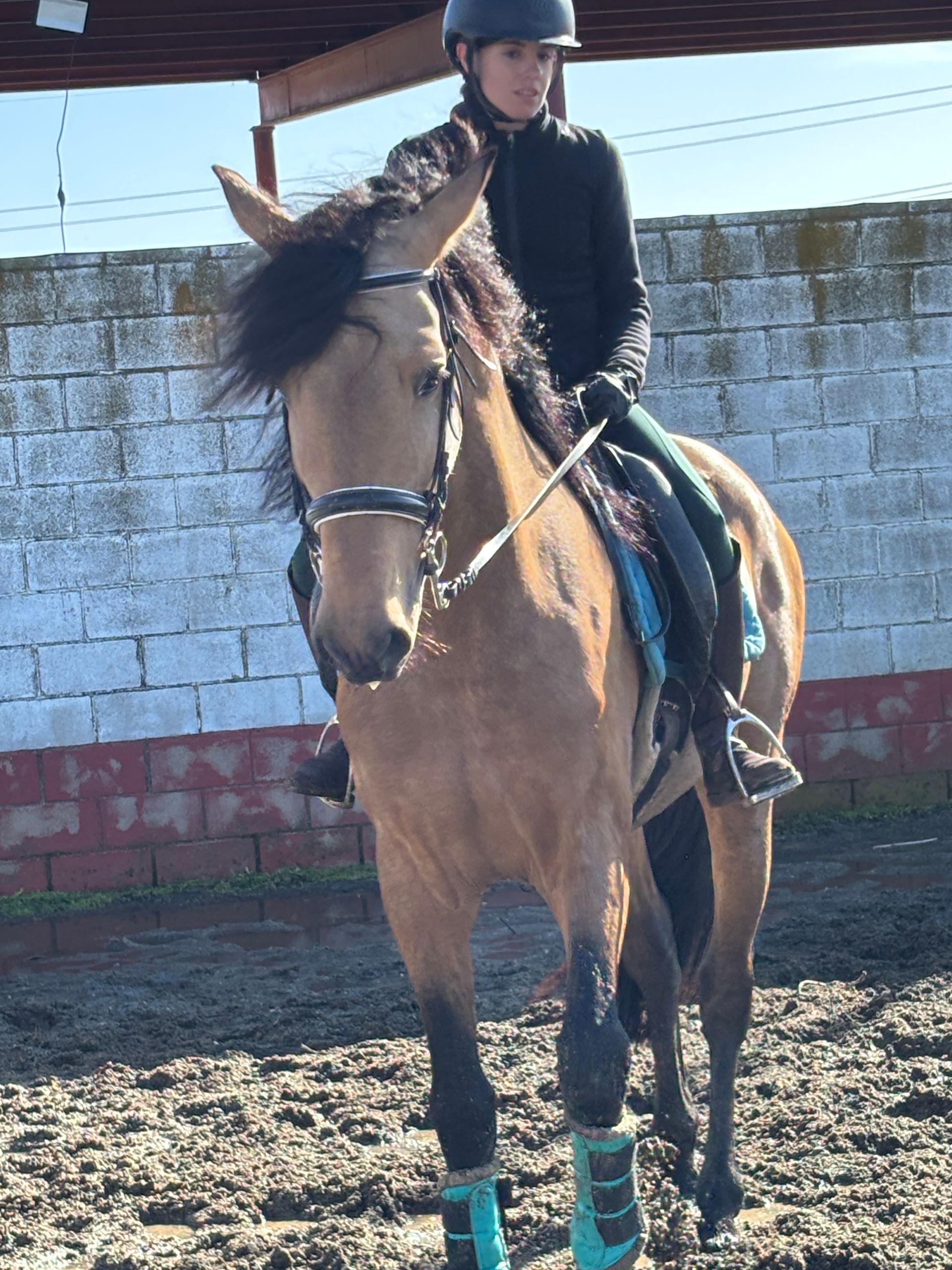 Jinete sobre un caballo tostado, con casco y chaqueta negra, y vendas turquesas en las patas, en una pista al aire libre