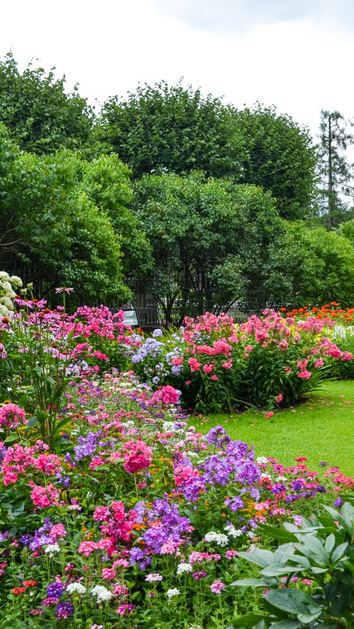 Des fleurs colorées fleurissent dans un jardin, encadré par des buissons et des arbres verts.
