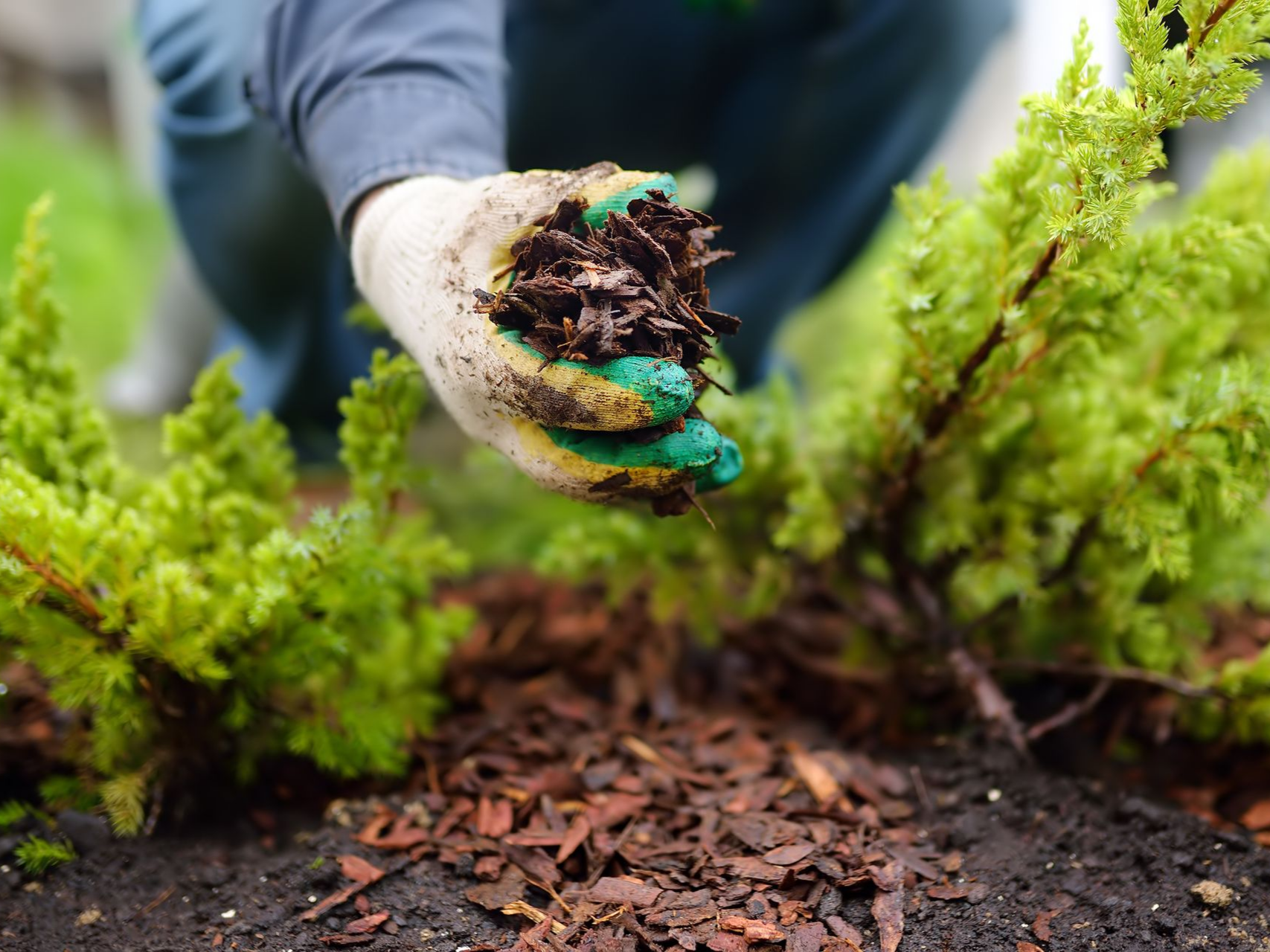 Main gantée d'un jardinier ajoutant du paillis autour de petites plantes vertes dans un massif. Paillis brun, feuillage vert.