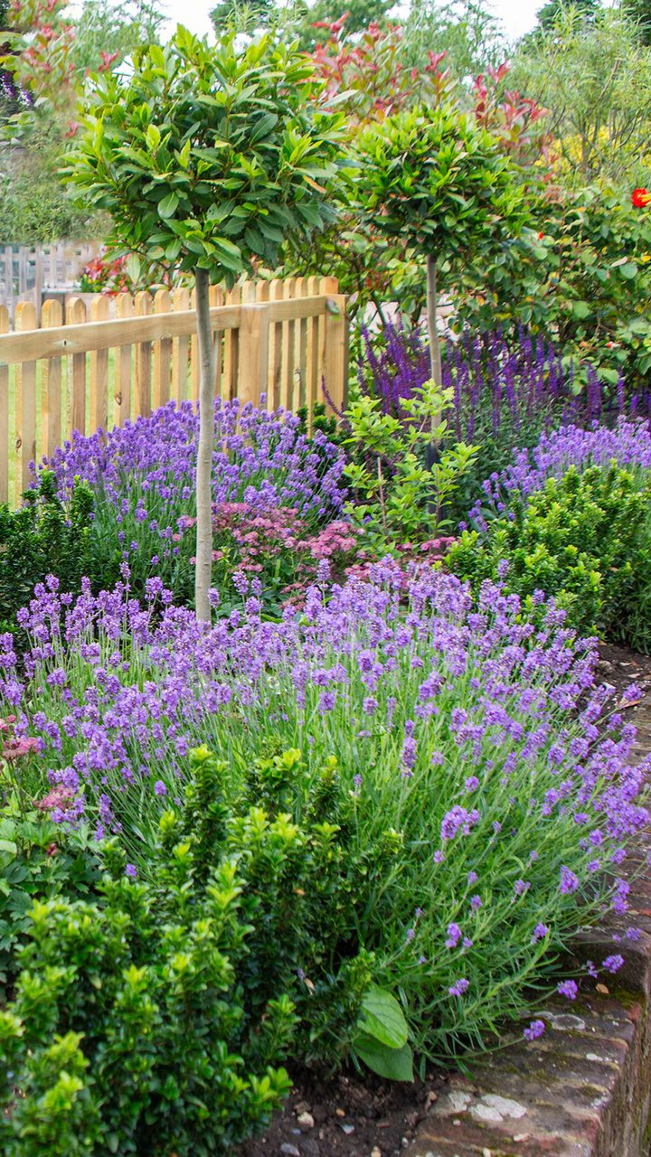 Jardin de lavande avec arbres taillés et clôture en bois ; fleurs violettes et feuillage vert.