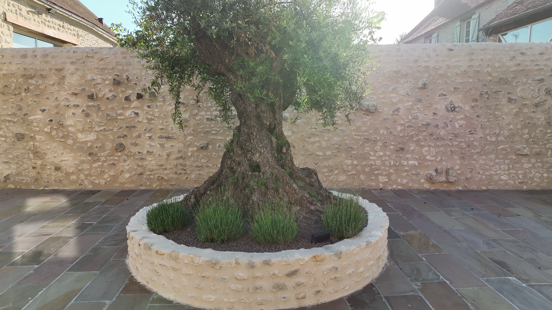Un olivier planté dans une cour