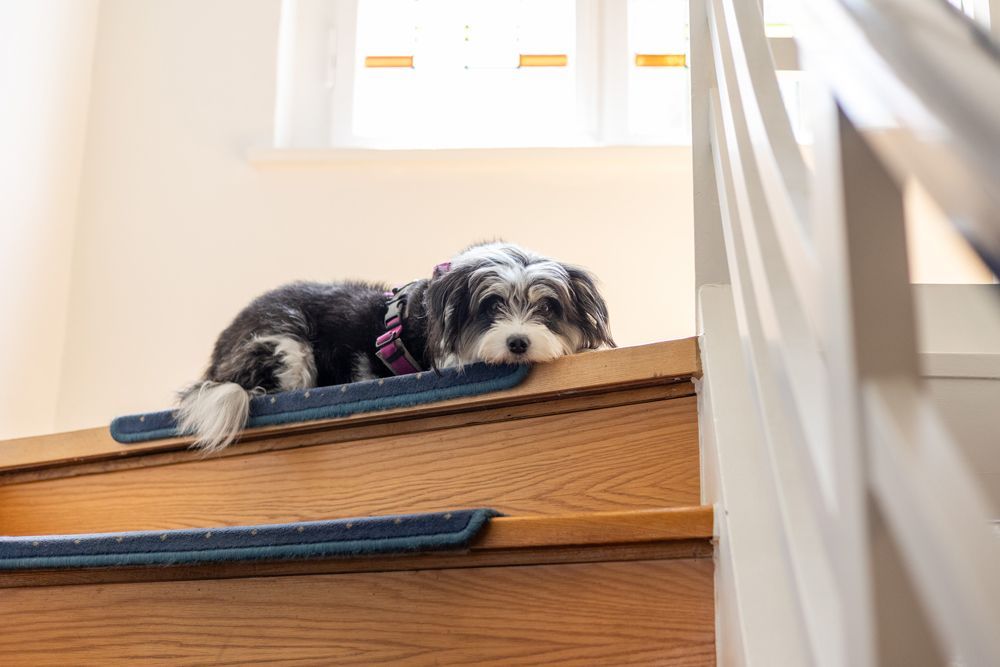 Ein kleiner Hund liegt oben auf einer Holztreppe.