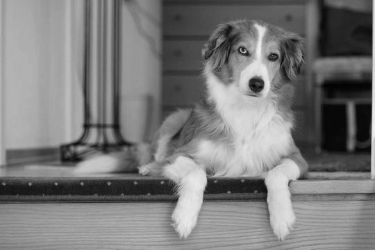 Ein Schwarzweißfoto eines braunweißen Hundes, der auf einem Felsvorsprung sitzt.