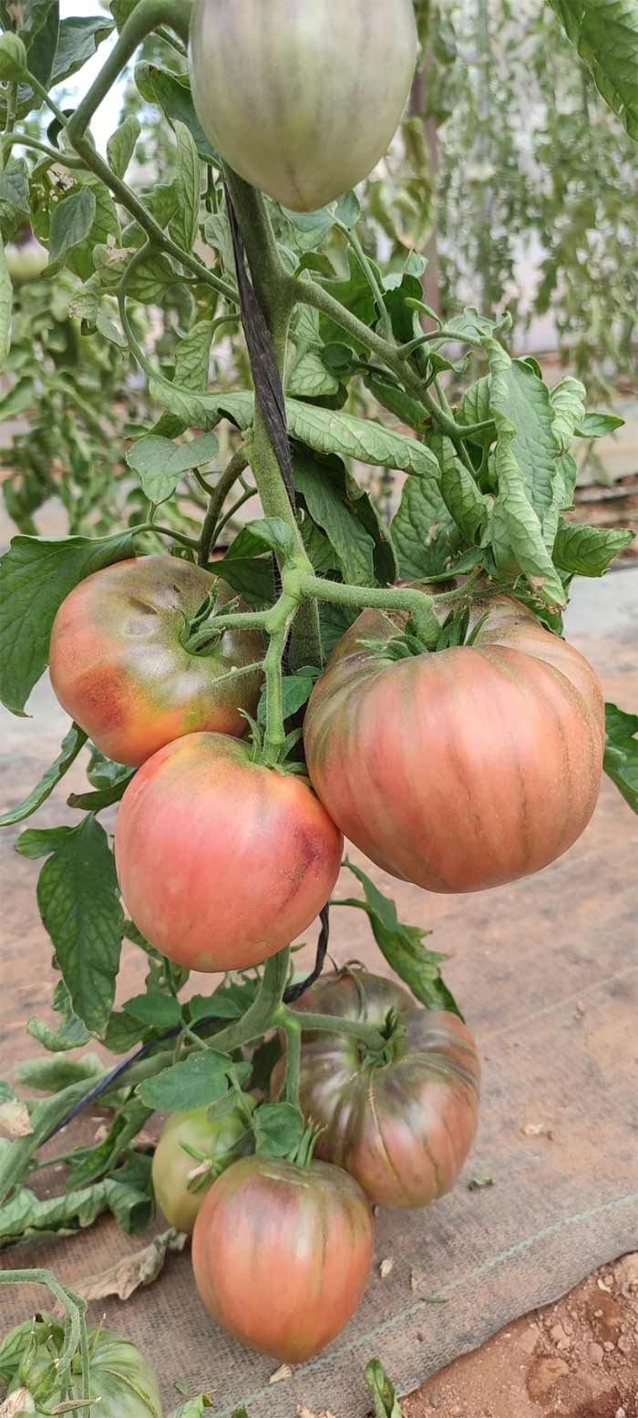 Un montón de tomates creciendo en una vid en un invernadero.
