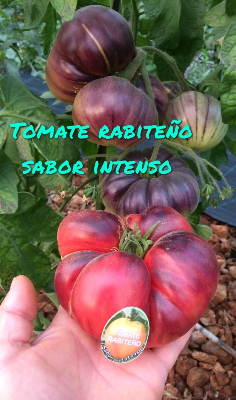 Una persona sostiene un tomate morado en su mano.