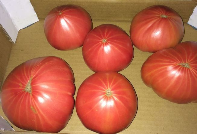 Un montón de tomates rojos están encima de una caja de cartón.