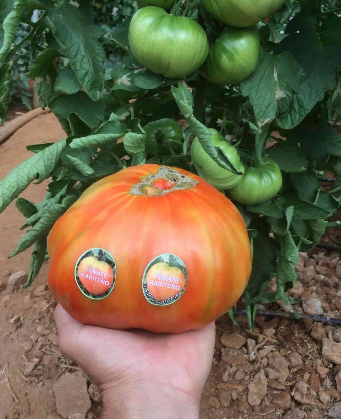 Una persona sostiene un tomate grande en su mano.