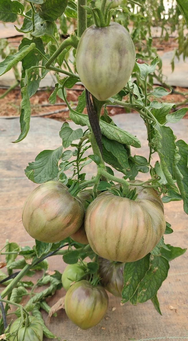 Un montón de tomates creciendo en una vid en un invernadero.
